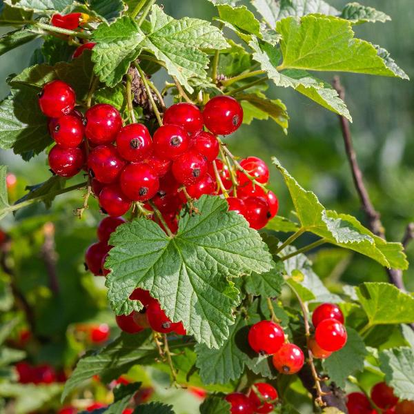 AcquaGarden Outdoor Plants Redcurrant 'Ribes Redbrum'