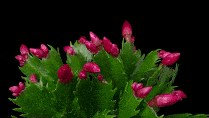 AcquaGarden Outdoor Plants Reindeer Tin Pot with Christmas Cactus Plant