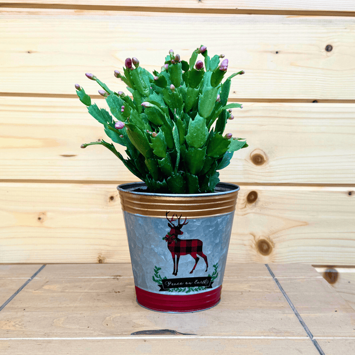 AcquaGarden Outdoor Plants Reindeer Tin Pot with Christmas Cactus Plant