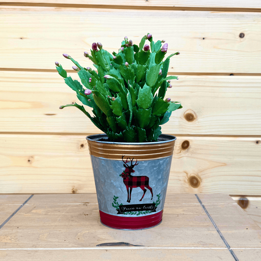 AcquaGarden Outdoor Plants Reindeer Tin Pot with Christmas Cactus Plant