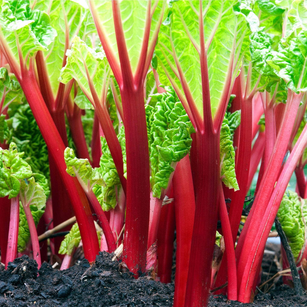 AcquaGarden Outdoor Plants Rhubarb
