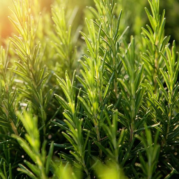 AcquaGarden Outdoor Plants Rosemary 'Mrs Jessops'