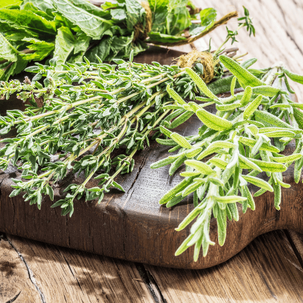 AcquaGarden Outdoor Plants Rosemary 'Mrs Jessops'