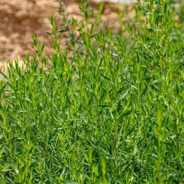 AcquaGarden Outdoor Plants Russian Tarragon