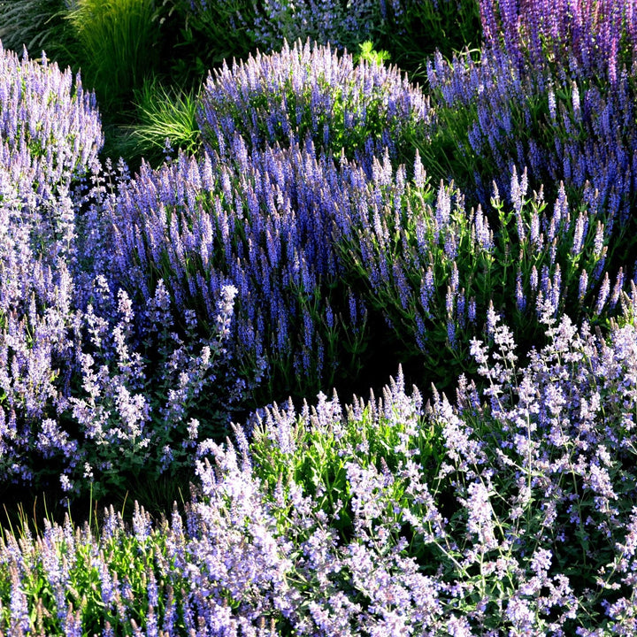 AcquaGarden Outdoor Plants Salvia 'Crystal Blue'