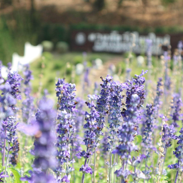 AcquaGarden Outdoor Plants Salvia 'Crystal Blue'