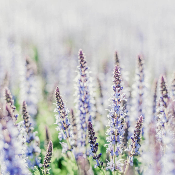 AcquaGarden Outdoor Plants Salvia 'Crystal Blue'