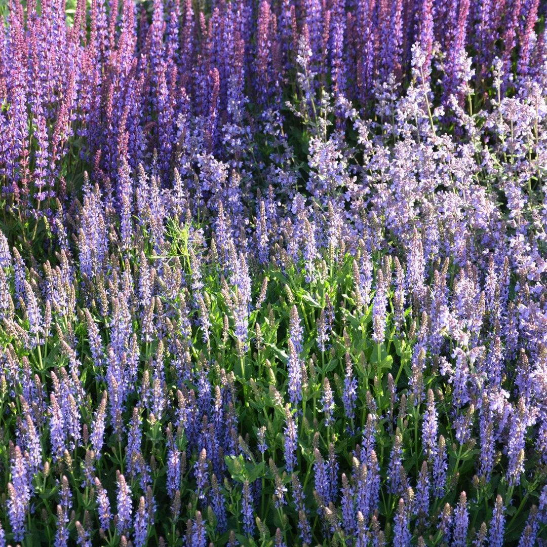AcquaGarden Outdoor Plants Salvia 'Crystal Blue'