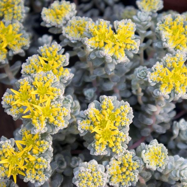 AcquaGarden Outdoor Plants Sedum 'Cape Blanco'