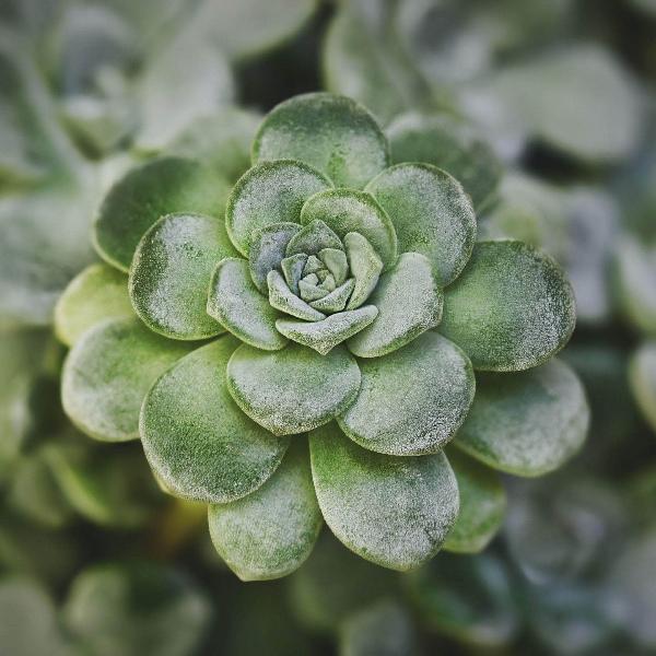AcquaGarden Outdoor Plants Sedum 'Cape Blanco'