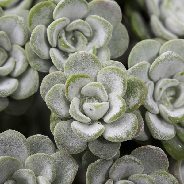 AcquaGarden Outdoor Plants Sedum 'Cape Blanco'