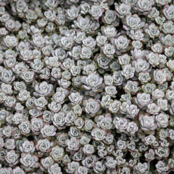 AcquaGarden Outdoor Plants Sedum 'Cape Blanco'