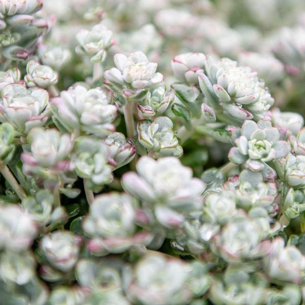 AcquaGarden Outdoor Plants Sedum 'Cape Blanco'