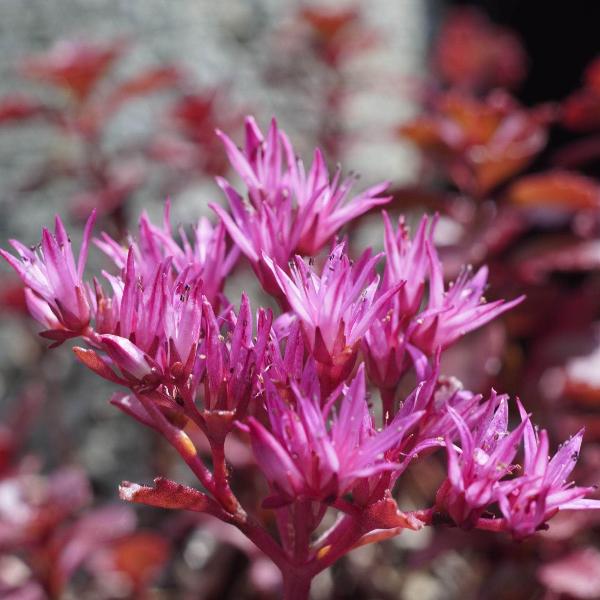 AcquaGarden Outdoor Plants Sedum 'Spot on Deep Pink'