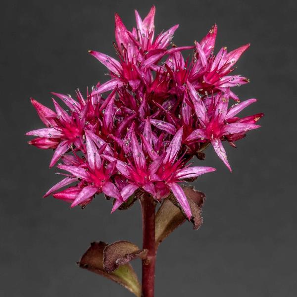 AcquaGarden Outdoor Plants Sedum 'Spot on Deep Pink'