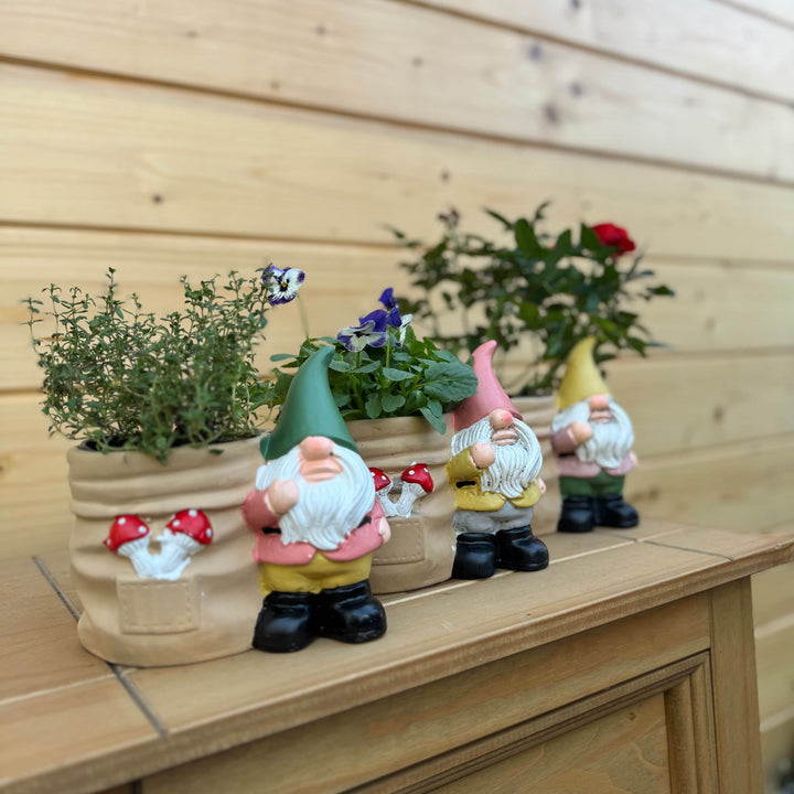 AcquaGarden Outdoor Plants Set of 3 Gnome Pots with Herb, Miniature Rose and Viola Plants