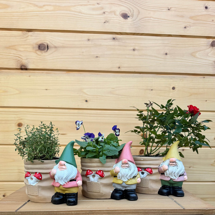 AcquaGarden Outdoor Plants Set of 3 Gnome Pots with Herb, Miniature Rose and Viola Plants