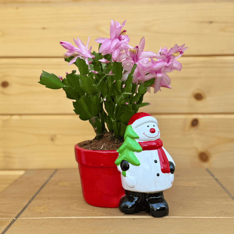 AcquaGarden Outdoor Plants Snowman Red Pot with Christmas Cactus Plant