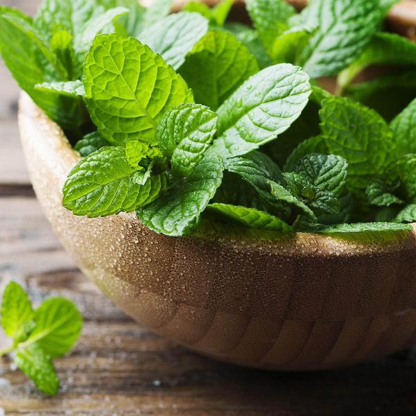 All Year Round Bedding Plants Colourful, EasyCare Blooms for Every