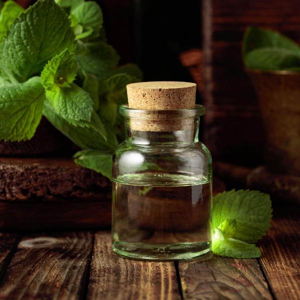 AcquaGarden Outdoor Plants Spearmint