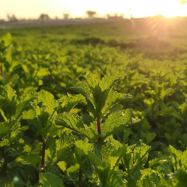 AcquaGarden Outdoor Plants Spearmint