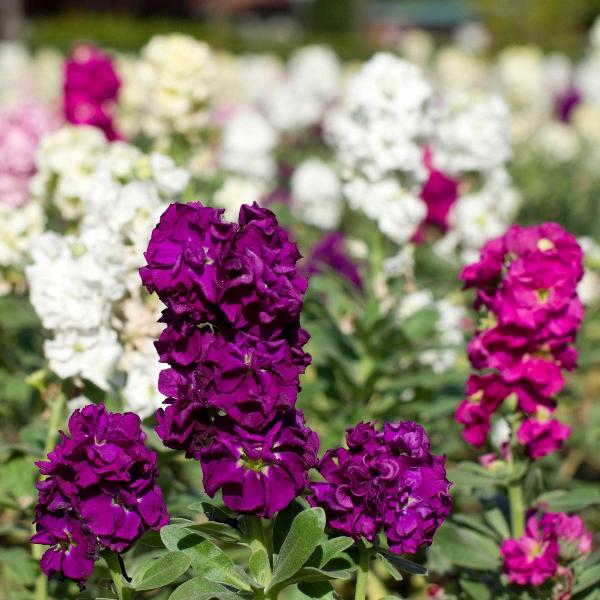 AcquaGarden Outdoor Plants Stocks 'East Lothian'