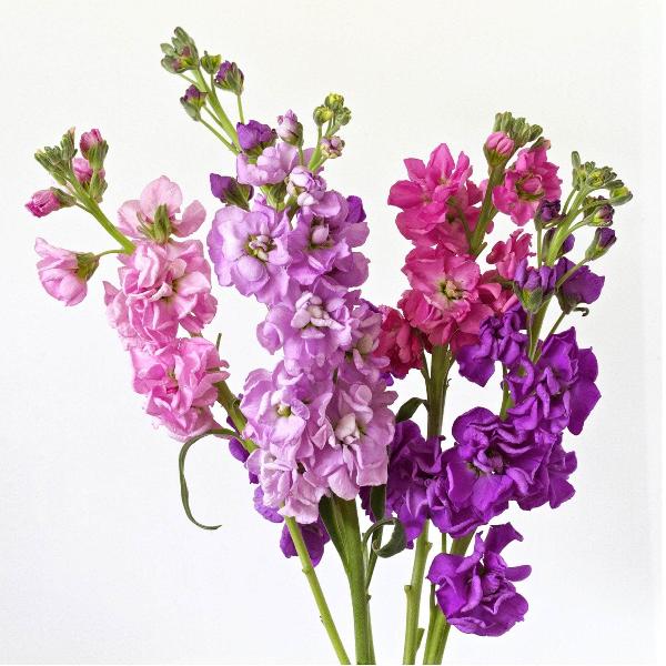 AcquaGarden Outdoor Plants Stocks 'East Lothian'