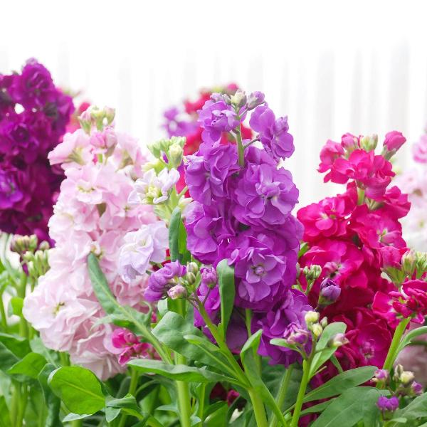AcquaGarden Outdoor Plants Stocks 'East Lothian'