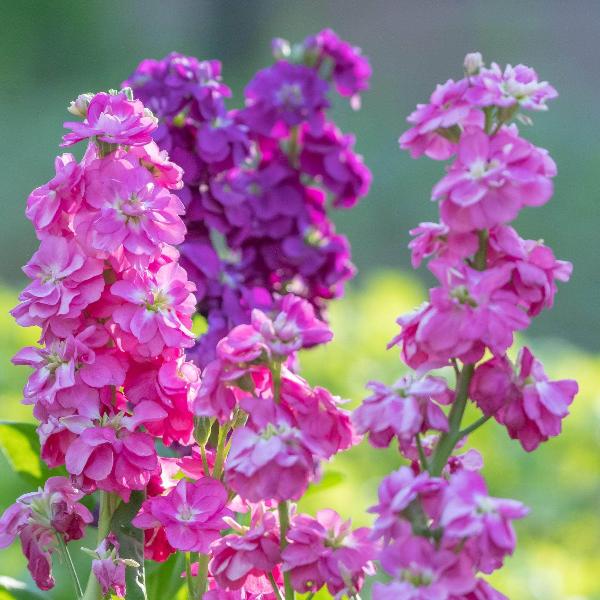 AcquaGarden Outdoor Plants Stocks 'East Lothian'