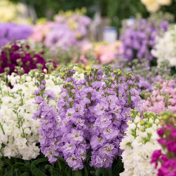 AcquaGarden Outdoor Plants Stocks 'East Lothian'