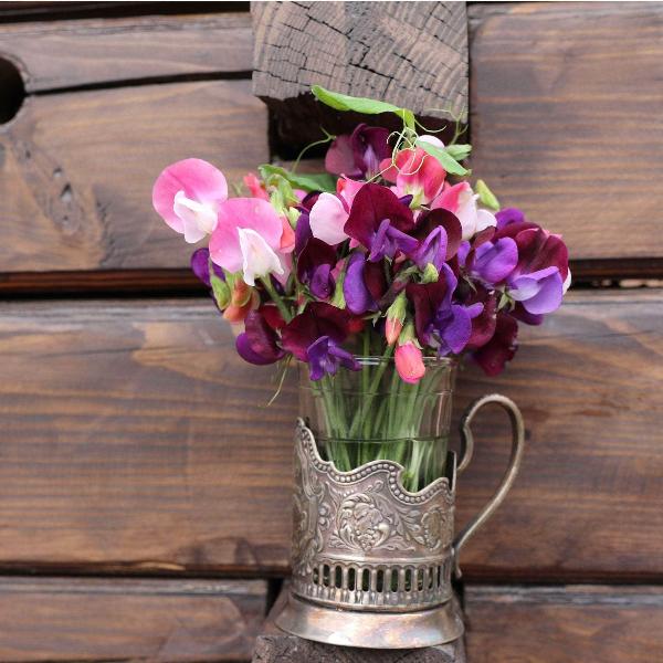 AcquaGarden Outdoor Plants Sweet Pea 'Giant Cut Flower Mix'