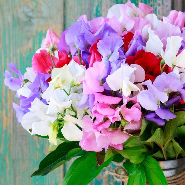 AcquaGarden Outdoor Plants Sweet Pea 'Giant Cut Flower Mix'