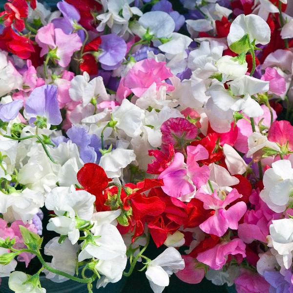 AcquaGarden Outdoor Plants Sweet Pea 'Patio Mix'
