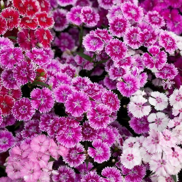 AcquaGarden Outdoor Plants Sweet William 'Roundabout Mix'