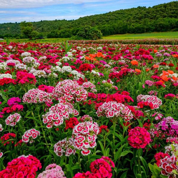 AcquaGarden Outdoor Plants Sweet William 'Roundabout Mix'