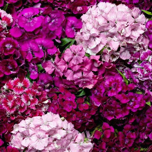 AcquaGarden Outdoor Plants Sweet William 'Roundabout Mix'