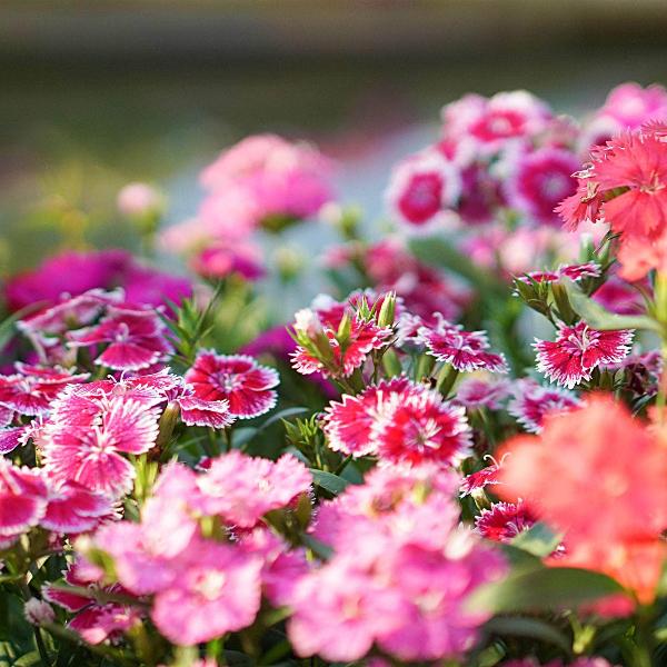 AcquaGarden Outdoor Plants Sweet William 'Roundabout Mix'