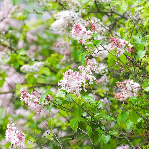AcquaGarden Outdoor Plants Syringa 'Beauty of Moscow'