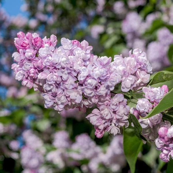 AcquaGarden Outdoor Plants Syringa 'Beauty of Moscow'