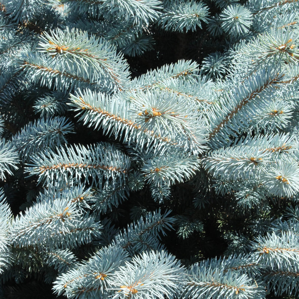AcquaGarden Outdoor Plants Table Top Christmas Pine Tree 'Blue Spruce'