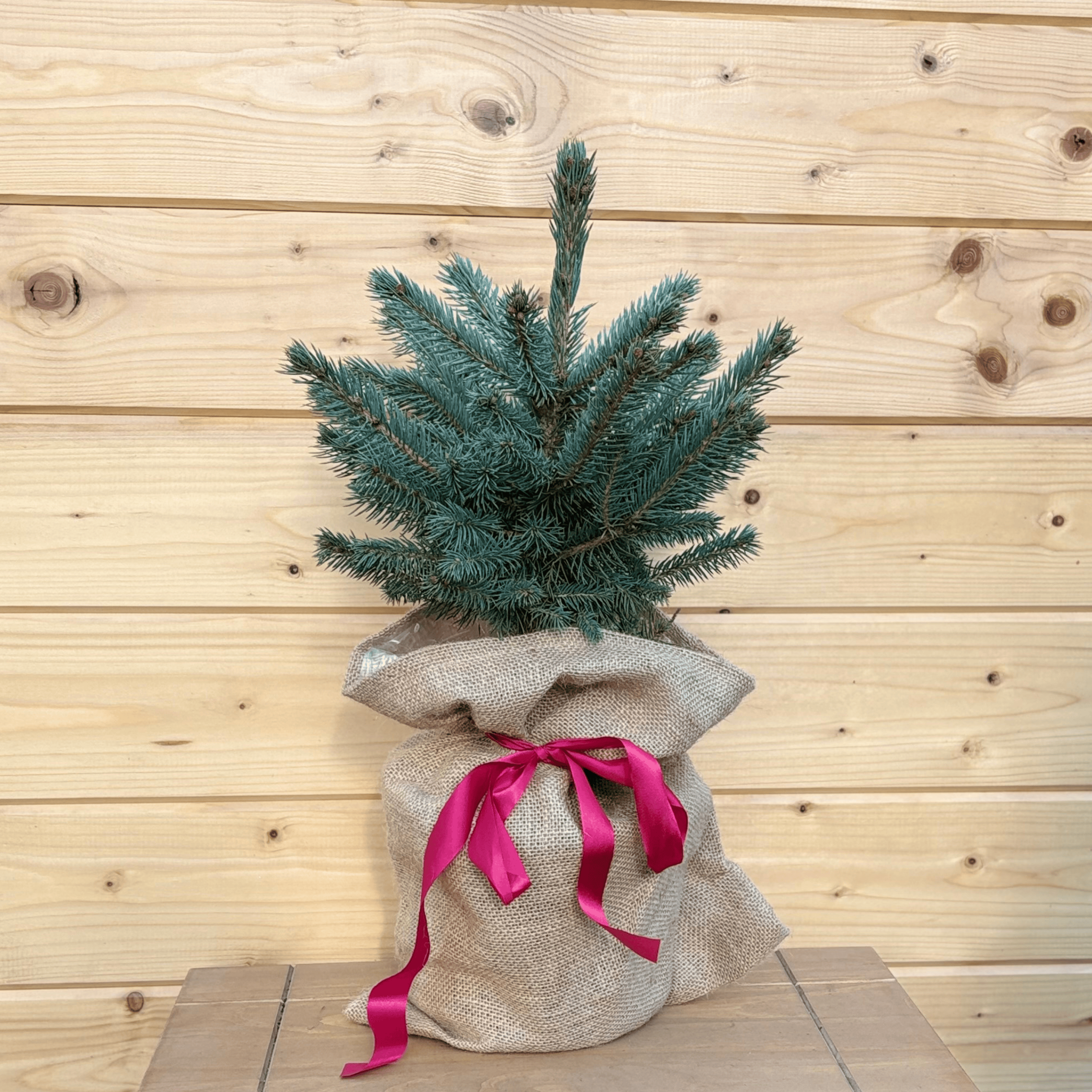 Christmas Collection