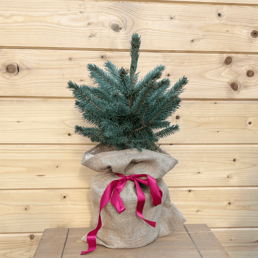 AcquaGarden Outdoor Plants Table Top Christmas Pine Tree 'Blue Spruce'