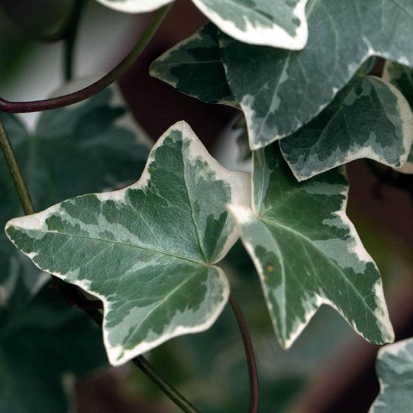 AcquaGarden Outdoor Plants Variegated English Ivy
