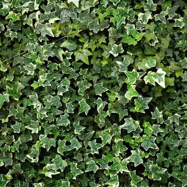 AcquaGarden Outdoor Plants Variegated English Ivy