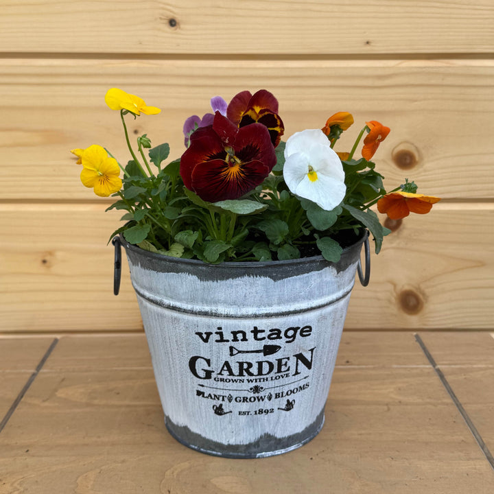 AcquaGarden Outdoor Plants Vintage Garden Circular Pot with Pansy & Primula