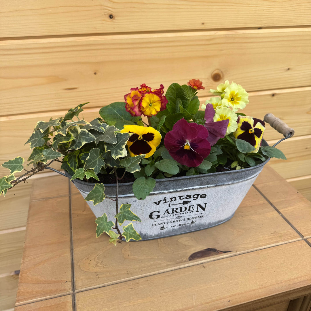 AcquaGarden Outdoor Plants 1 x Planter Vintage Garden Oval Trough Planter with Pansy, Primula & Ivy Plants