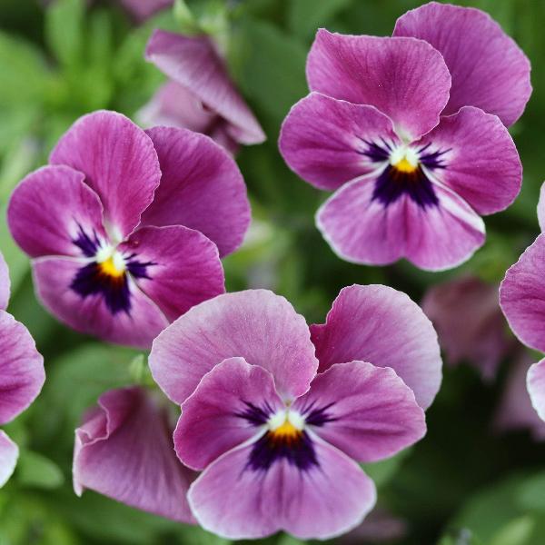 AcquaGarden Outdoor Plants Viola 'Antique Shades'