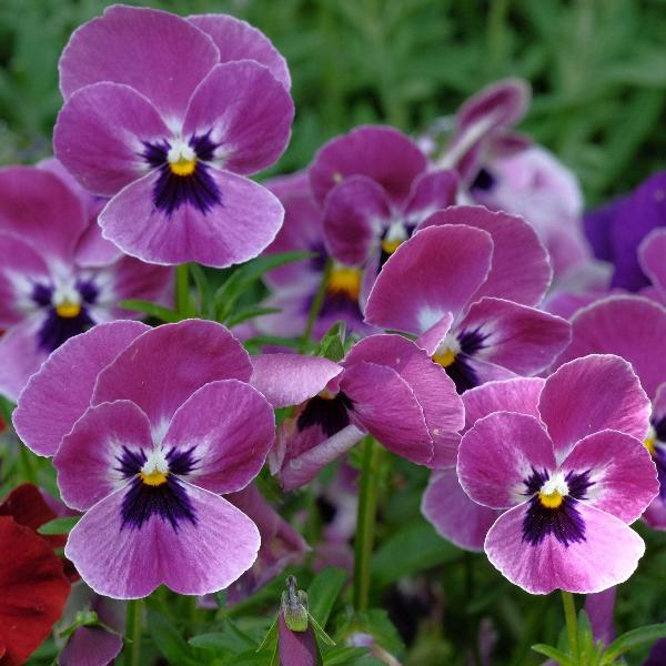 AcquaGarden Outdoor Plants Viola 'Antique Shades'