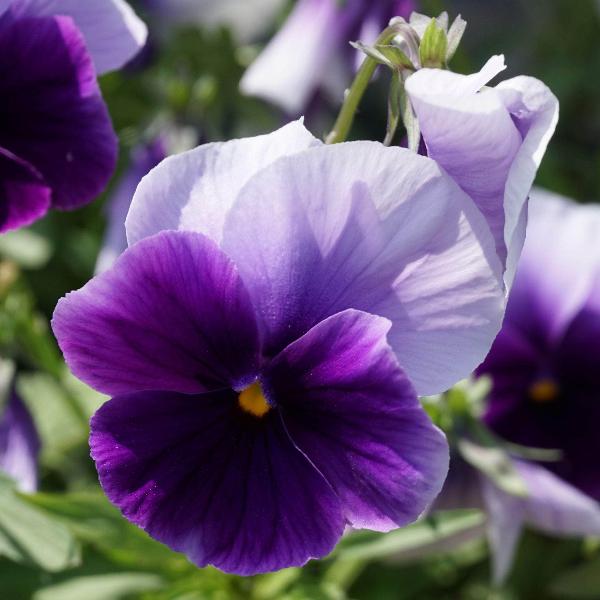AcquaGarden Outdoor Plants Viola 'Beaconsfield'