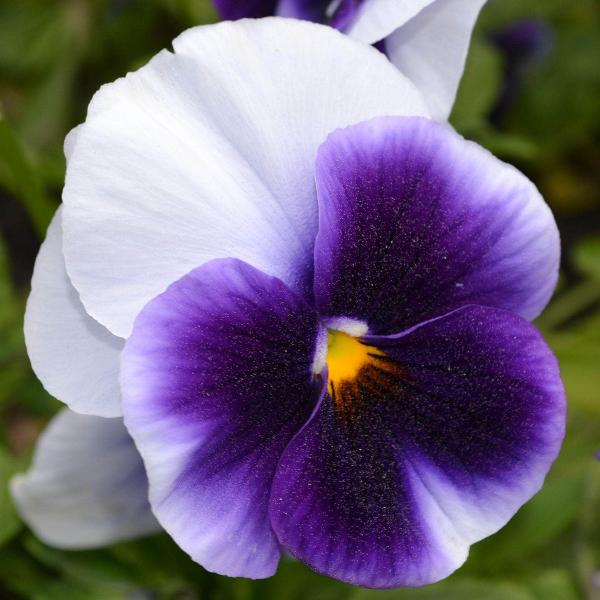 AcquaGarden Outdoor Plants Viola 'Beaconsfield'
